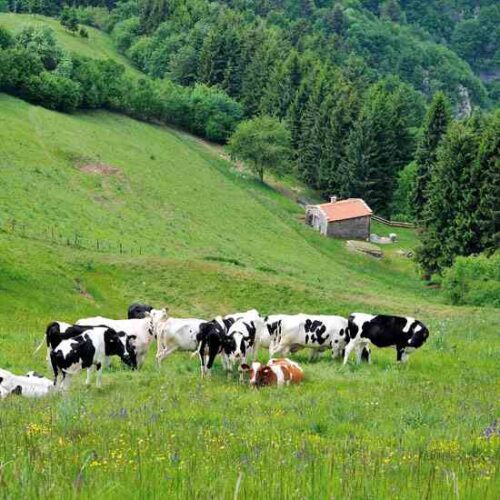 Build Healthy Soil Through Regenerative Grazing